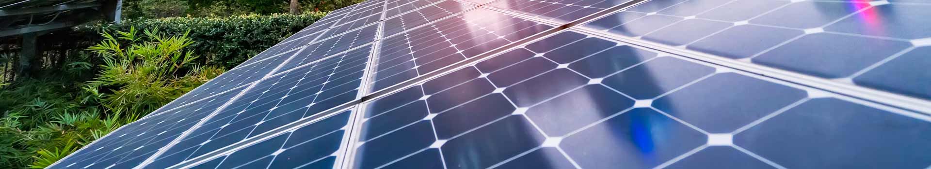 Solarmodule im Sonnenlicht vor grüner Vegetation
